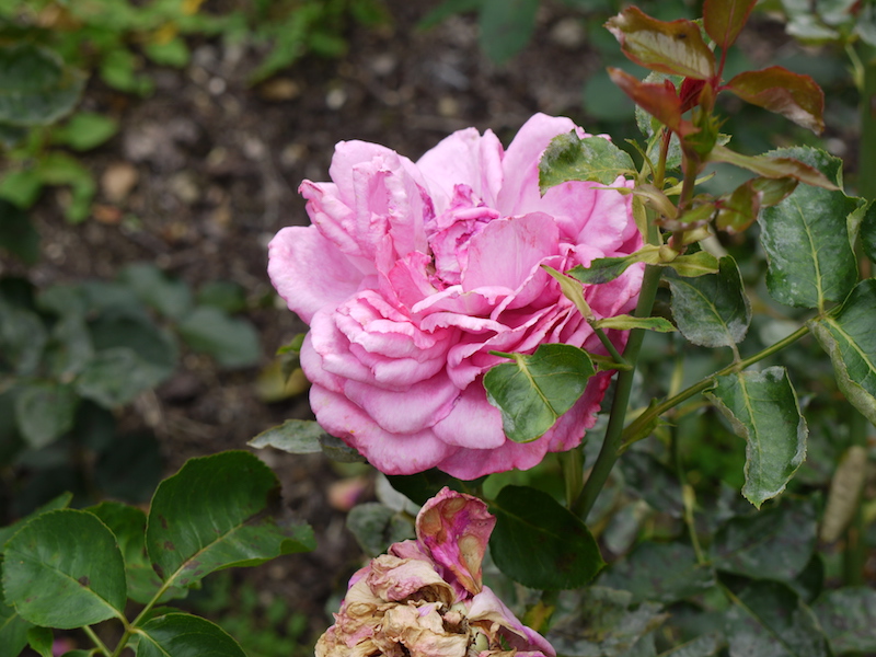 バラ - イブ ピアジェ(Yves Piaget)