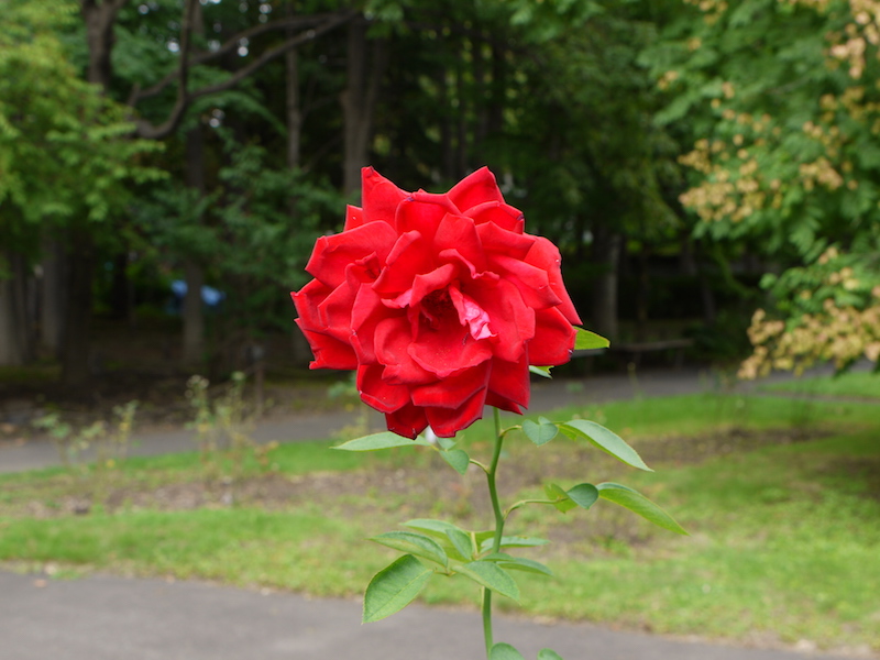 バラ - ブルグント’81(Burgund’81)