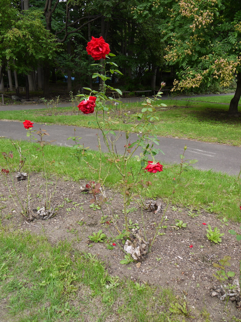 バラ - ブルグント’81(Burgund’81)