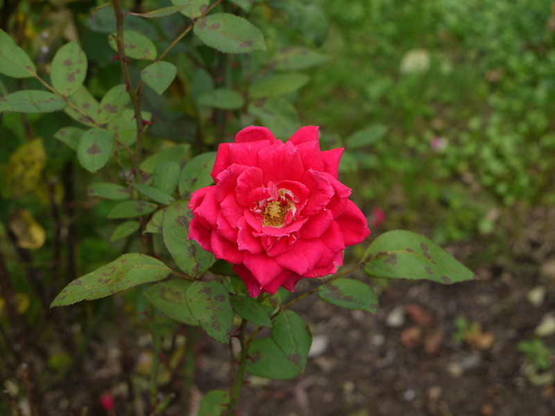 バラ - ラブ(Love)