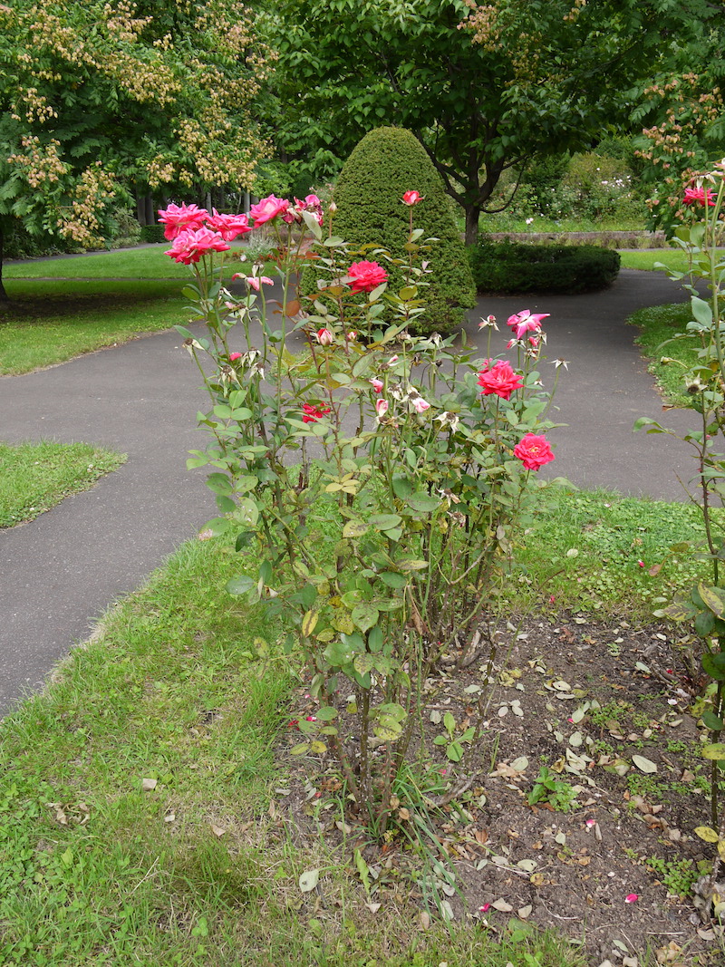 バラ - ラブ(Love)