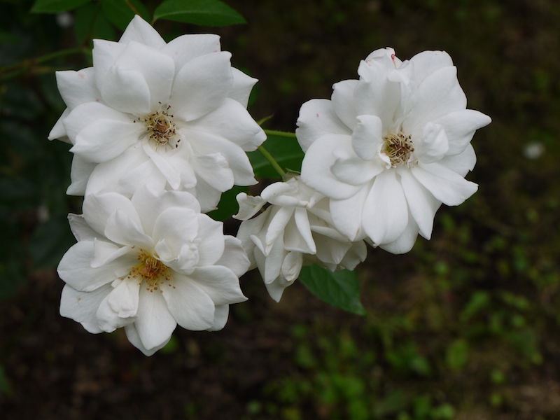 バラ - シェネビッチェン(Schneewittchen)