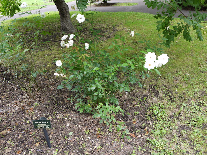 バラ - シェネビッチェン(Schneewittchen)