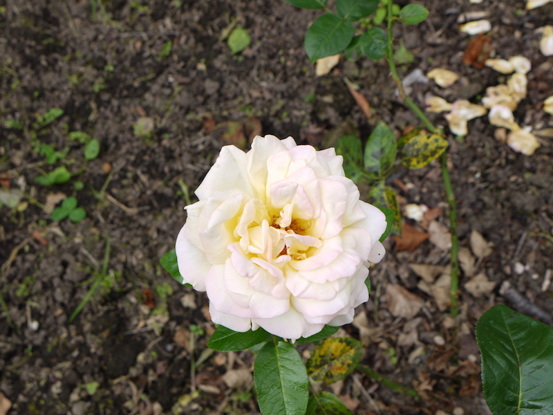 バラ - ピース(Peace)