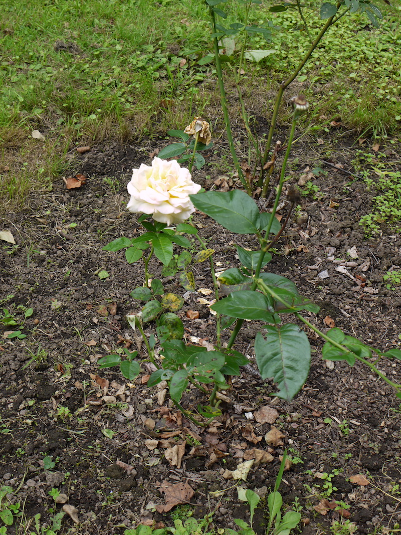 バラ - ピース(Peace)