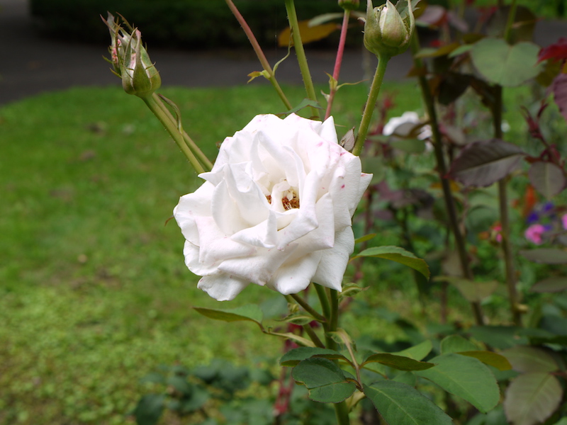 バラ - ミシェル メイアン(Michele Meilland)