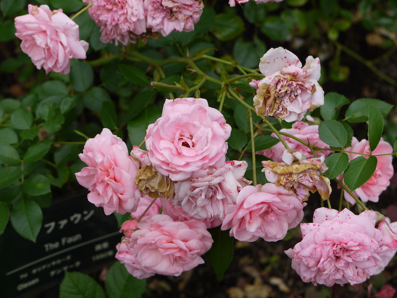 バラ - ザ ファウン(The Faun)