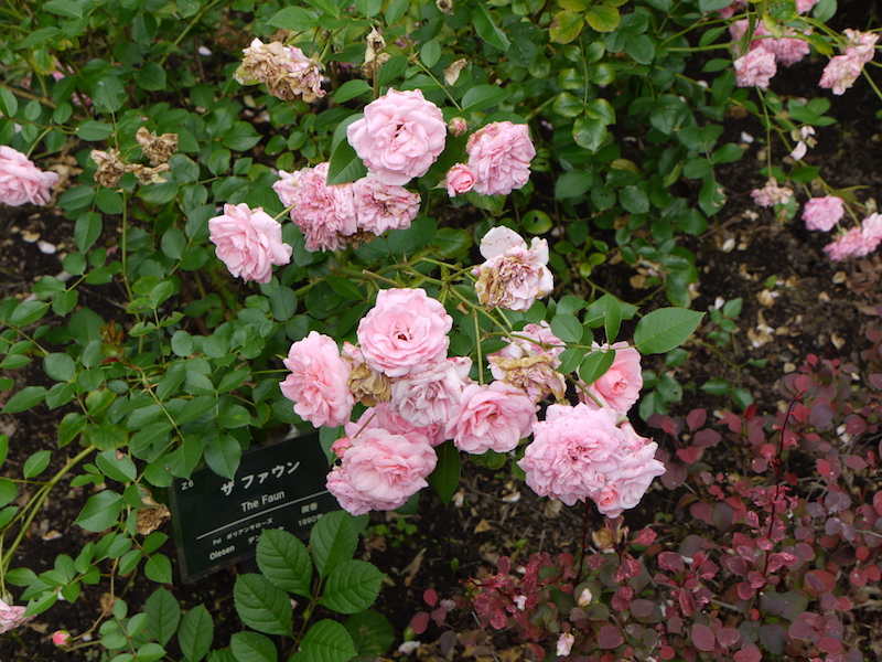 バラ - ザ ファウン(The Faun)