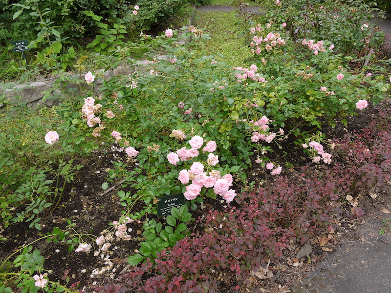 バラ - ザ ファウン(The Faun)