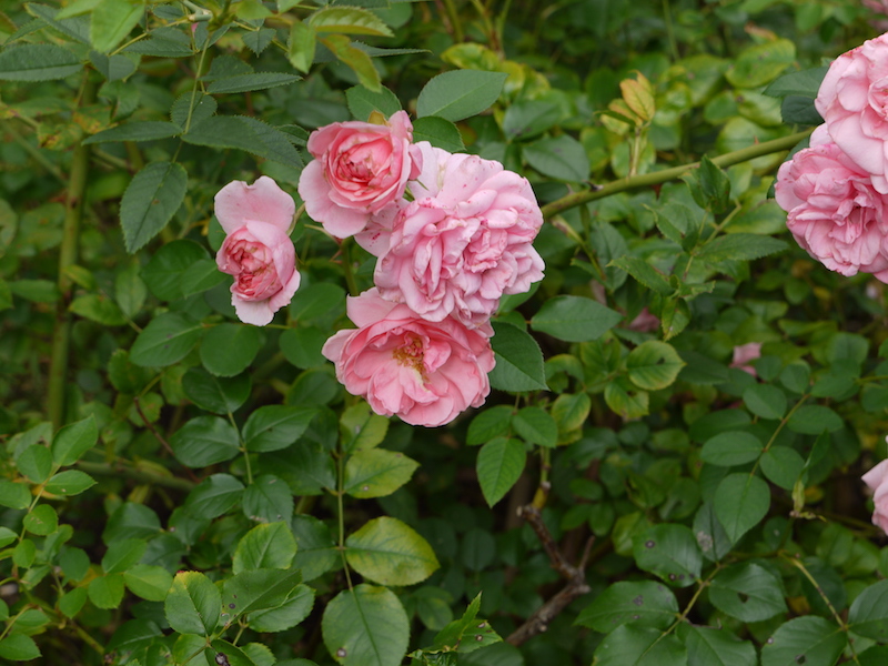 バラ - ザ ファウン(The Faun)