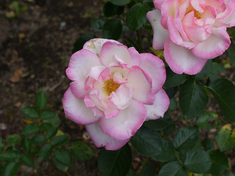 バラ - プリンセス ドゥ モナコ(Princesse de Monaco)