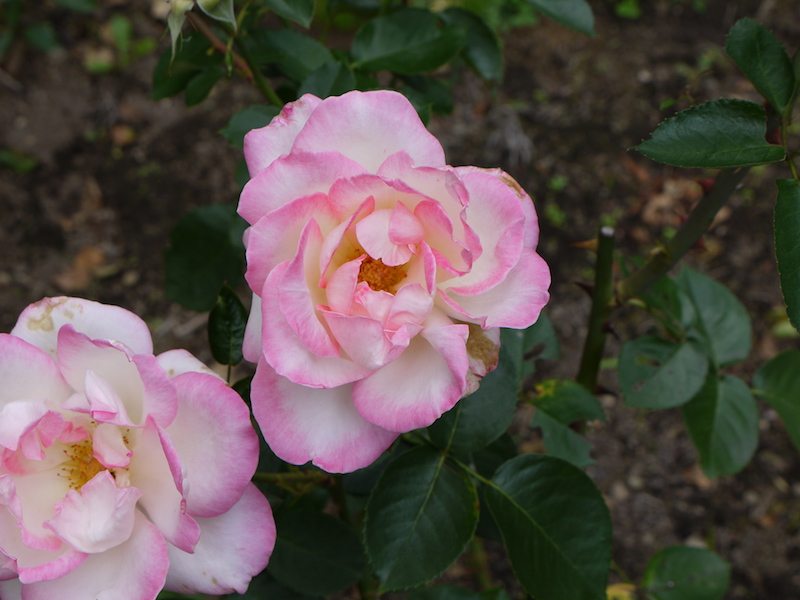 バラ - プリンセス ドゥ モナコ(Princesse de Monaco)