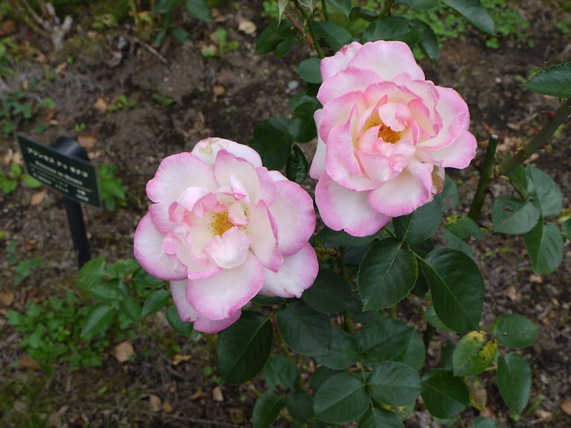 バラ - プリンセス ドゥ モナコ(Princesse de Monaco)