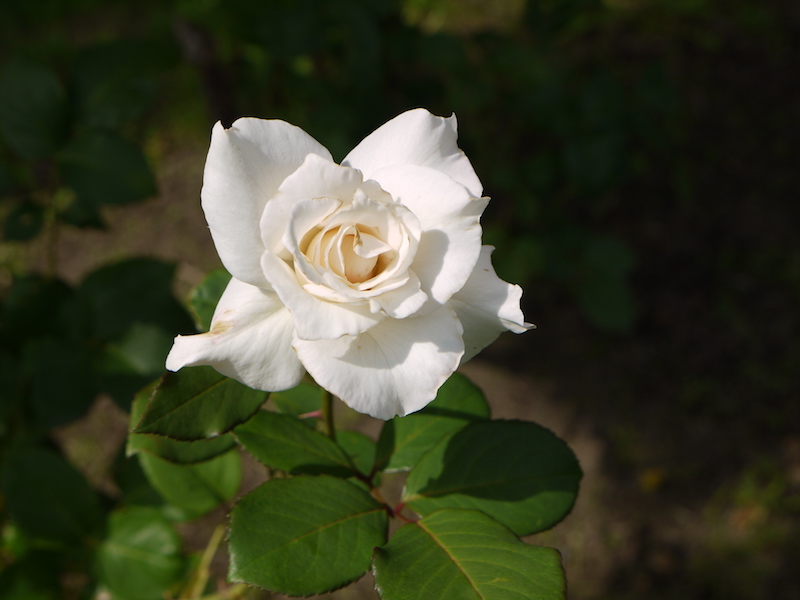 バラ - パスカリ(Pascali)