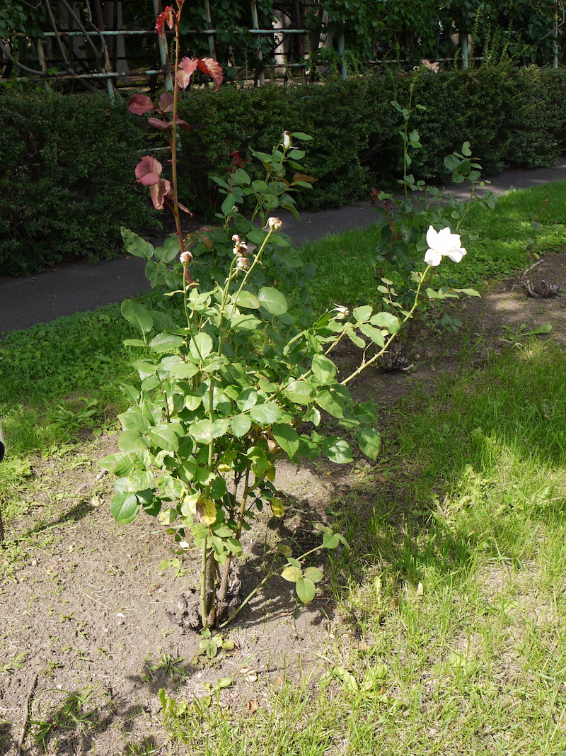 バラ - パスカリ(Pascali)