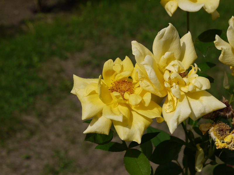 バラ - ランドラ(Landora)