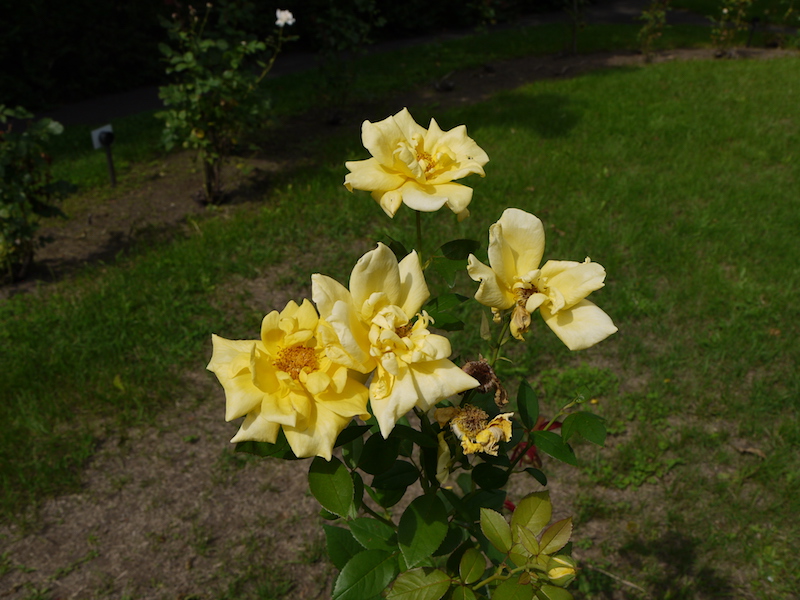 バラ - ランドラ(Landora)