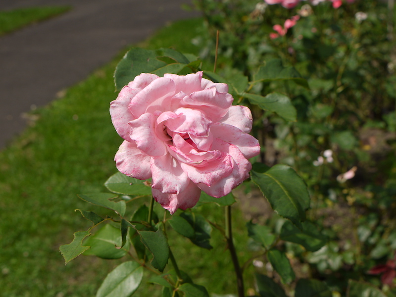 バラ - クイーン エリザベス(Queen Elizabeth)