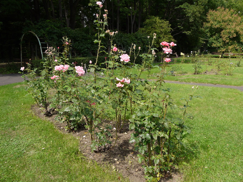 バラ - クイーン エリザベス(Queen Elizabeth)