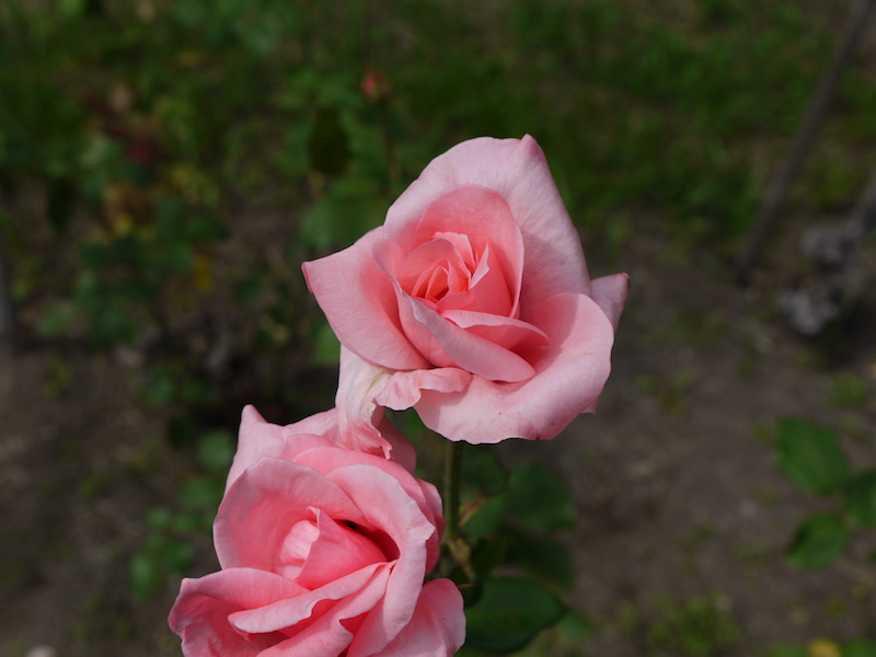 バラ - チャールストン(Charleston)