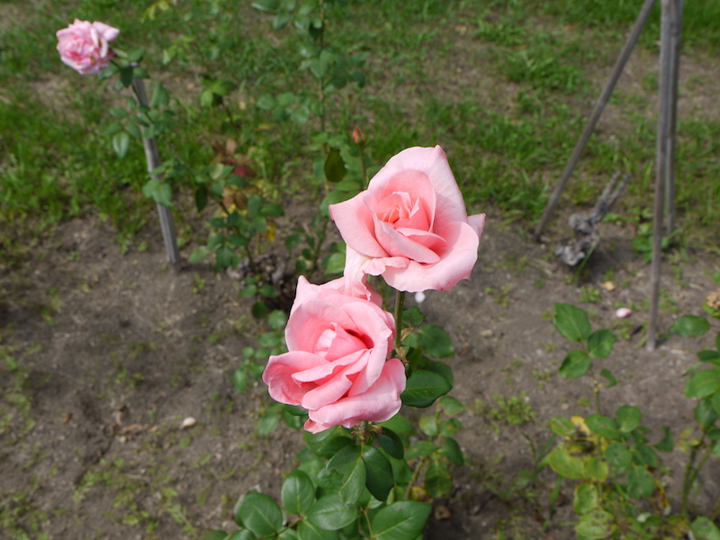 バラ - チャールストン(Charleston)