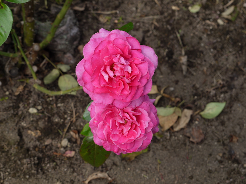 バラ - グランド マスターピース(Grand Masterpiece)