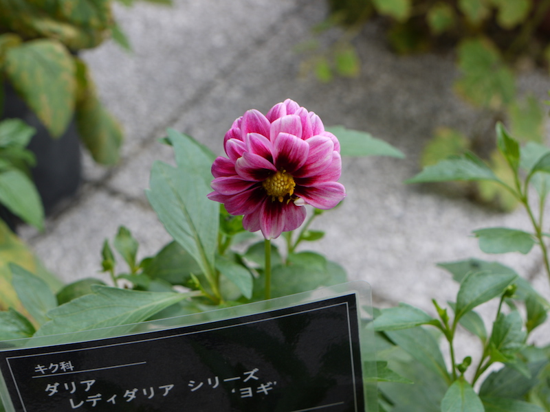 レディダリア ヨギ