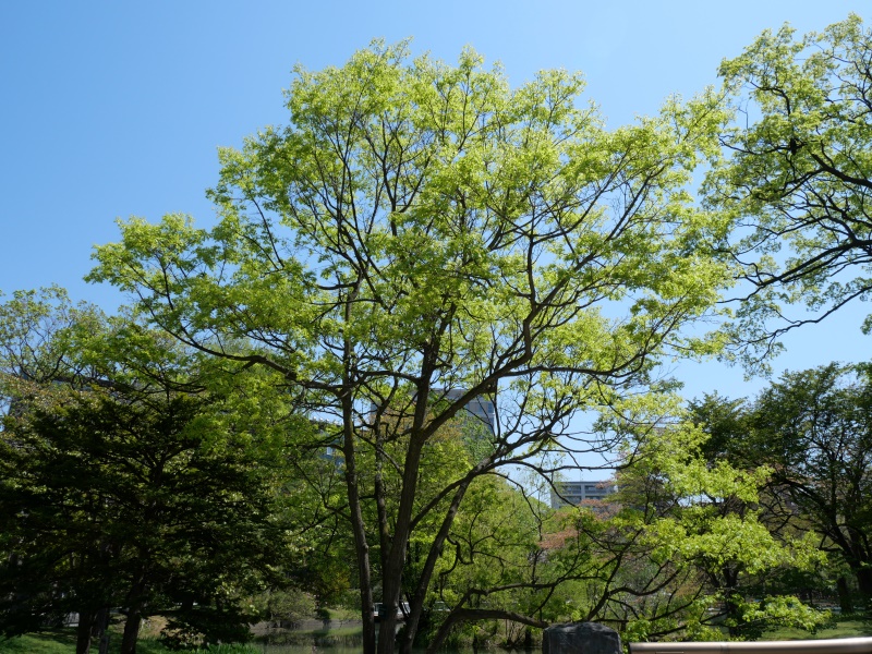 イタヤカエデ(Acer pictum)