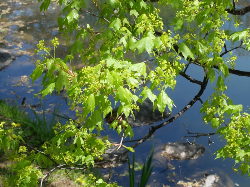 イタヤカエデ(Acer pictum)
