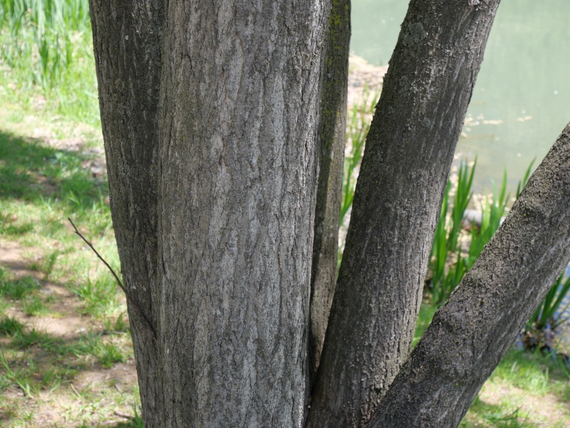 イタヤカエデ(Acer pictum)