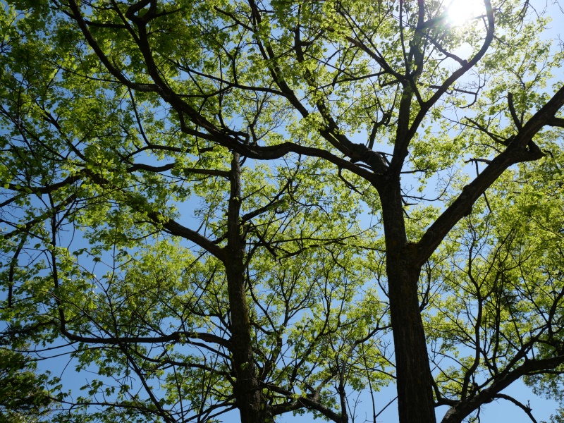 イタヤカエデ(Acer pictum)