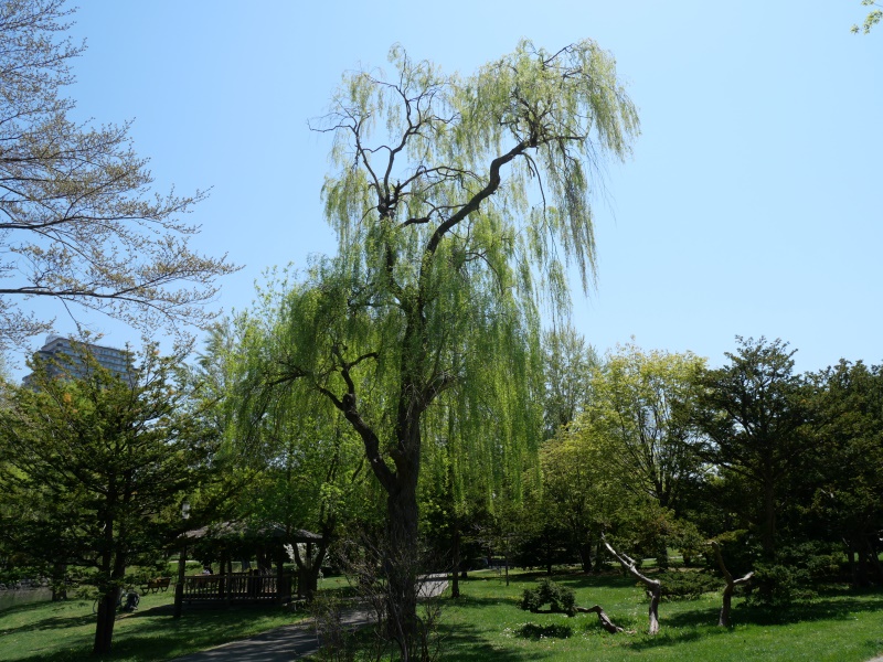 シダレヤナギ(Salix babylonica)