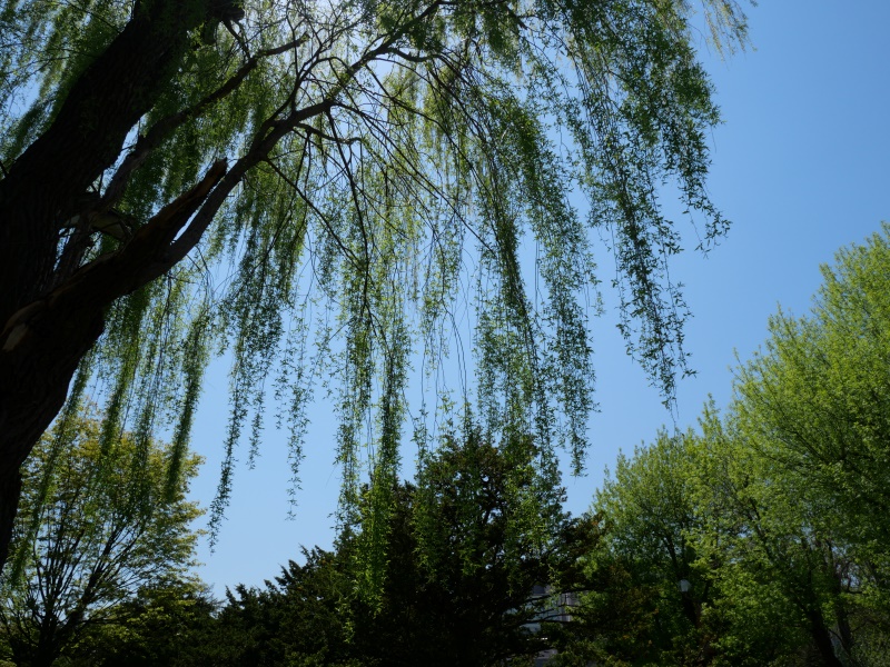 シダレヤナギ(Salix babylonica)