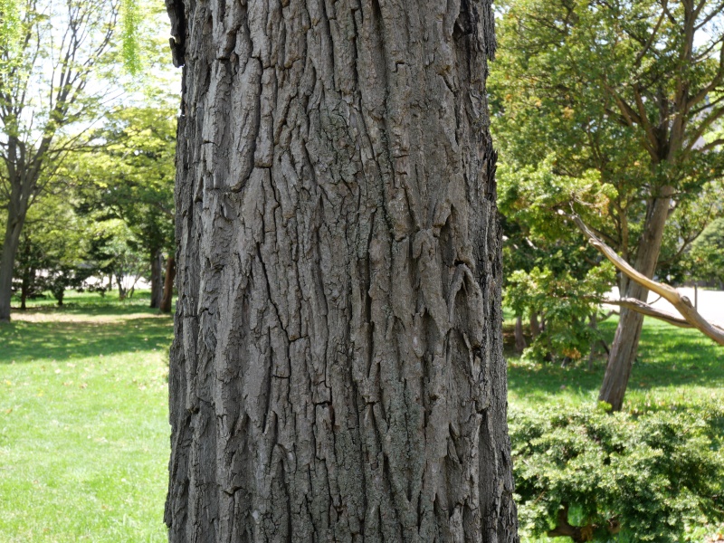 シダレヤナギ(Salix babylonica)