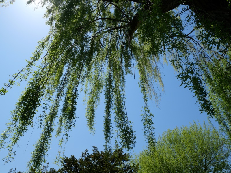 シダレヤナギ(Salix babylonica)