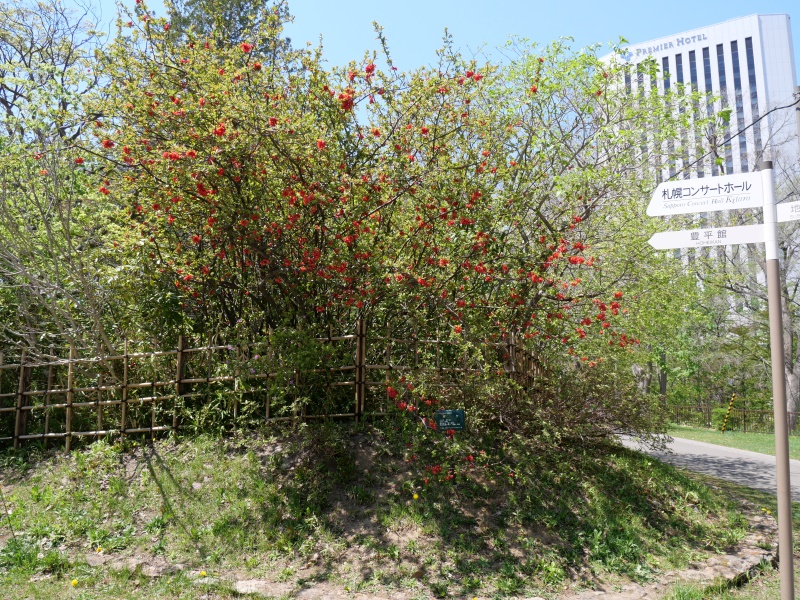 ボケ(Chaenomeles speciosa)