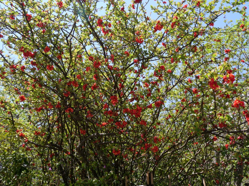 ボケ(Chaenomeles speciosa)