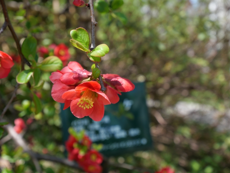 ボケ(Chaenomeles speciosa)