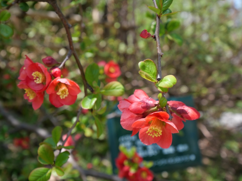 ボケ(Chaenomeles speciosa)