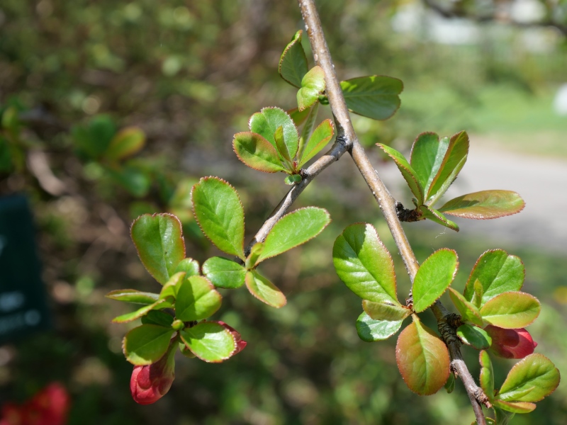 ボケ(Chaenomeles speciosa)