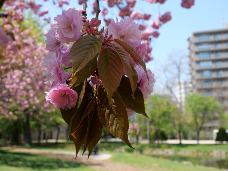 ヤエザクラ(Prunus)