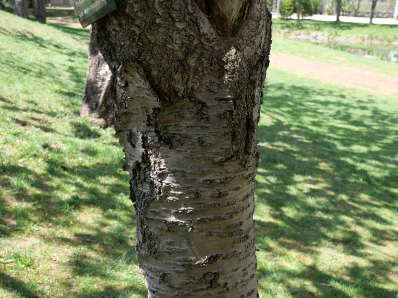 ヤエザクラ(Prunus)
