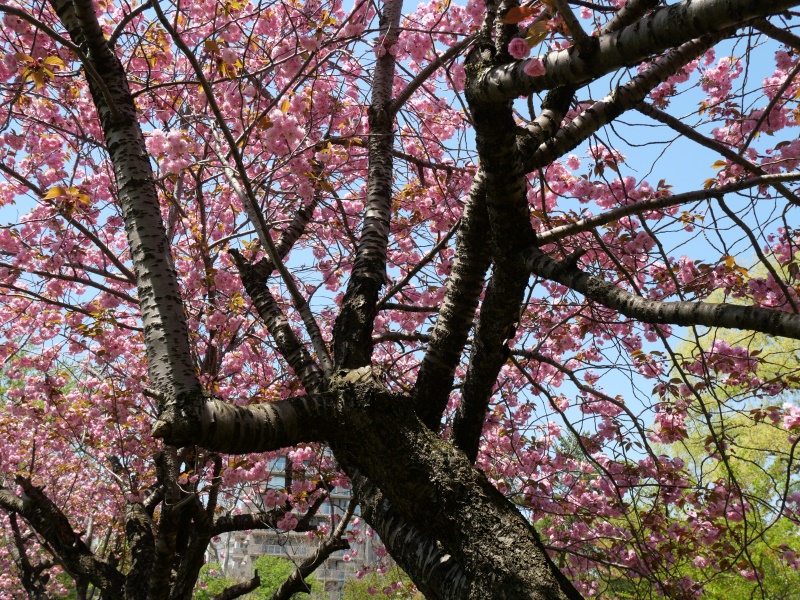 ヤエザクラ(Prunus)