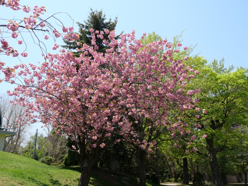 ヤエザクラ(Prunus)