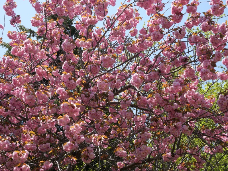 ヤエザクラ(Prunus)