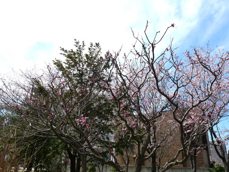 ウメ(Prunus mume)