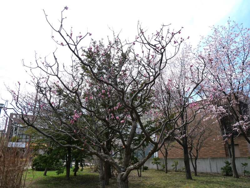 ウメ(Prunus mume)