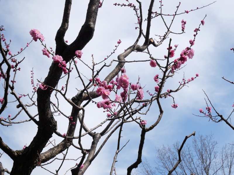 ウメ(Prunus mume)