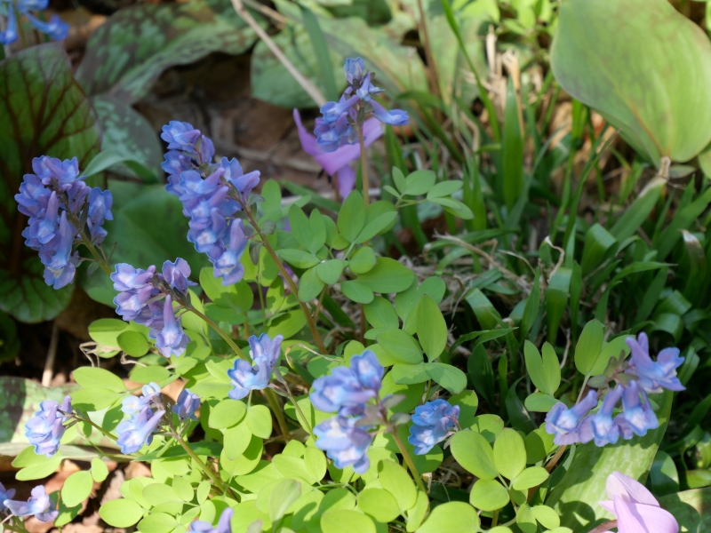 エゾエンゴサク(Corydalis ambigua)