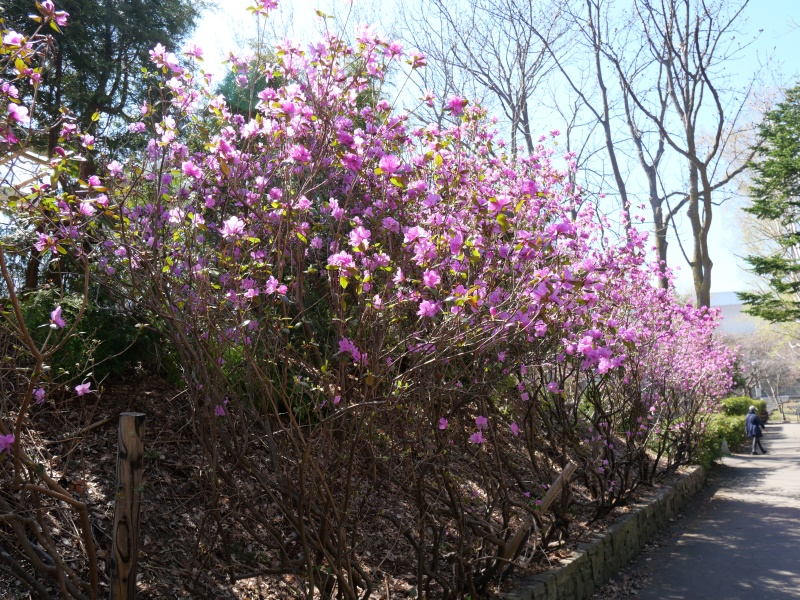 エゾムラサキツツジ(Rhododendron dauricum)